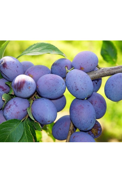 Слива домашня Угорка купити 